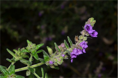 APII jpeg image of Prostanthera stricta  © contact APII