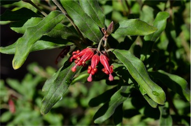 APII jpeg image of Grevillea mollis  © contact APII