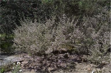 APII jpeg image of Prostanthera stenophylla  © contact APII