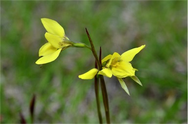 APII jpeg image of Diuris chryseopsis  © contact APII