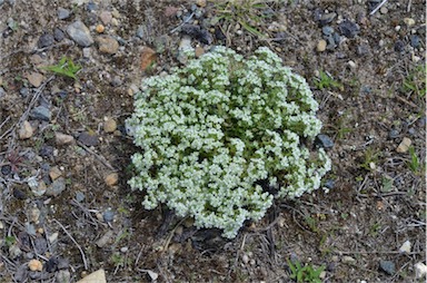 APII jpeg image of Poranthera microphylla  © contact APII