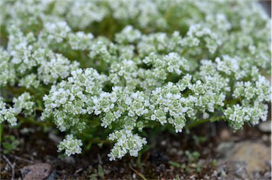 APII jpeg image of Poranthera microphylla  © contact APII