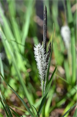APII jpeg image of Carex gaudichaudiana  © contact APII