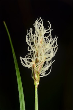 APII jpeg image of Carex chlorantha  © contact APII