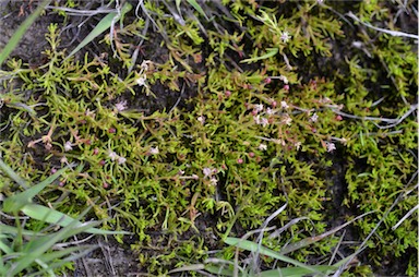 APII jpeg image of Myriophyllum pedunculatum subsp. pedunculatum  © contact APII