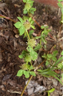 APII jpeg image of Trifolium glomeratum  © contact APII