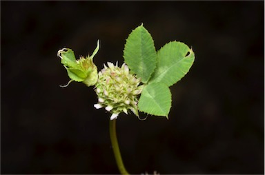 APII jpeg image of Trifolium glomeratum  © contact APII