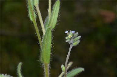 APII jpeg image of Myosotis discolor  © contact APII