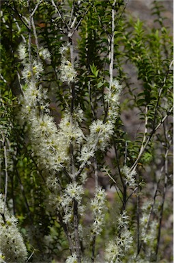 APII jpeg image of Melaleuca acuminata subsp. acuminata  © contact APII