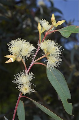 APII jpeg image of Eucalyptus dealbata  © contact APII