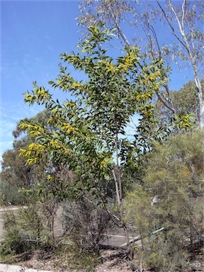 APII jpeg image of Acacia grandifolia  © contact APII