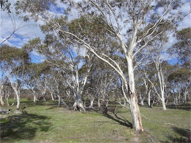 APII jpeg image of Eucalyptus pauciflora  © contact APII