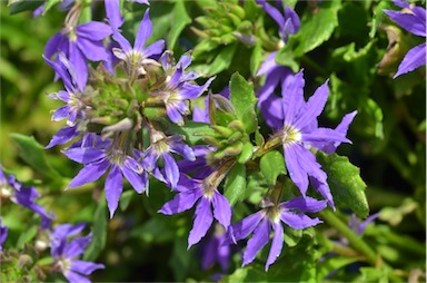 APII jpeg image of Scaevola 'Blue'  © contact APII