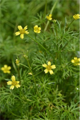 APII jpeg image of Ranunculus inundatus  © contact APII