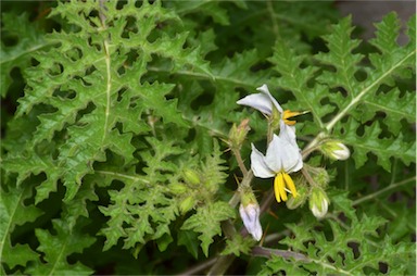 APII jpeg image of Solanum sisymbriifolium  © contact APII