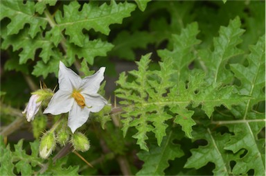 APII jpeg image of Solanum sisymbriifolium  © contact APII