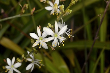 APII jpeg image of Chlorophytum comosum  © contact APII