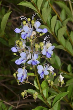 APII jpeg image of Rotheca myricoides subsp. myricoides  © contact APII