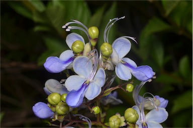 APII jpeg image of Rotheca myricoides subsp. myricoides  © contact APII