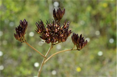 APII jpeg image of Haemodorum planifolium  © contact APII