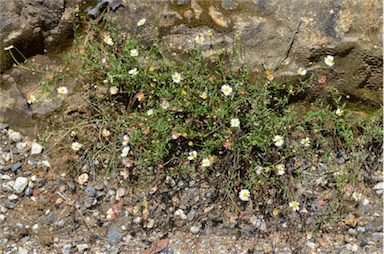 APII jpeg image of Erigeron karvinskianus  © contact APII