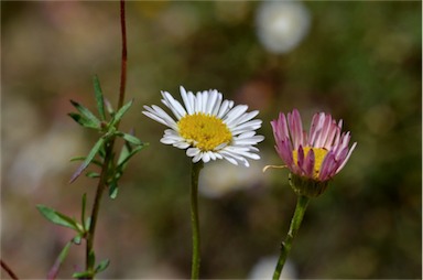 APII jpeg image of Erigeron karvinskianus  © contact APII