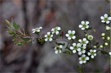 APII jpeg image of Leptospermum continentale  © contact APII