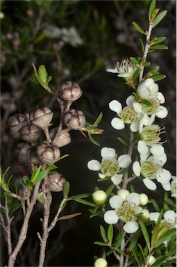 APII jpeg image of Leptospermum continentale  © contact APII