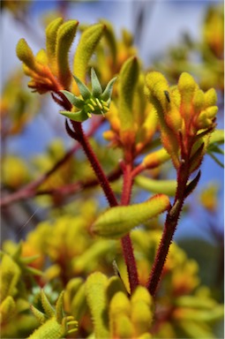 APII jpeg image of Anigozanthos 'Bush Bonanza'  © contact APII