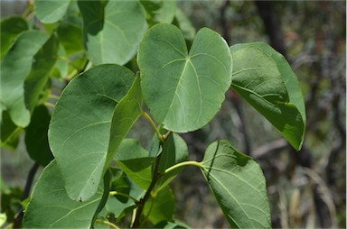 APII jpeg image of Cercis siliquastrum  © contact APII