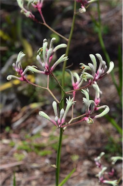 APII jpeg image of Anigozanthos 'Turners Pink'  © contact APII