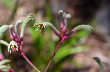 APII jpeg image of Anigozanthos 'Turners Pink'  © contact APII