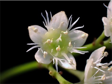 APII jpeg image of Ceratopetalum gummiferum  © contact APII