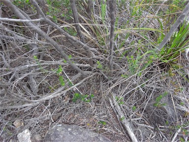 APII jpeg image of Leptospermum continentale  © contact APII