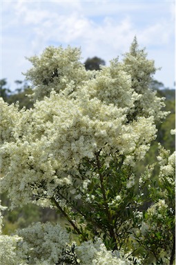 APII jpeg image of Bursaria spinosa  © contact APII