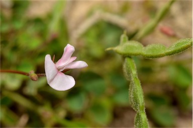 APII jpeg image of Desmodium varians  © contact APII