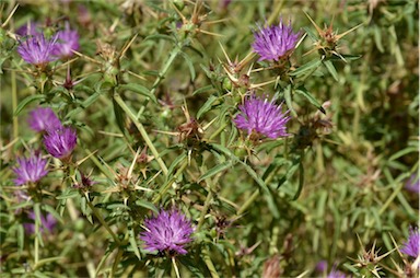 APII jpeg image of Centaurea calcitrapa  © contact APII