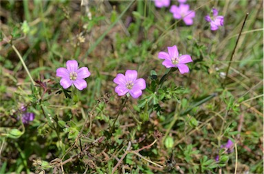 APII jpeg image of Geranium solanderi var. solanderi  © contact APII