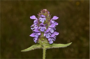 APII jpeg image of Prunella vulgaris  © contact APII