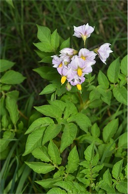 APII jpeg image of Solanum tuberosum  © contact APII