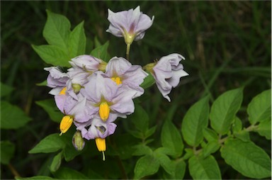 APII jpeg image of Solanum tuberosum  © contact APII