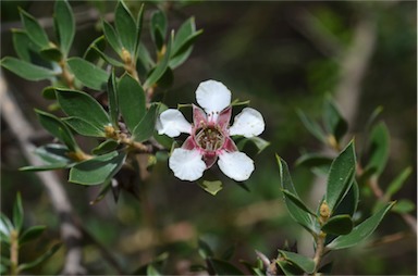 APII jpeg image of Leptospermum petraeum  © contact APII