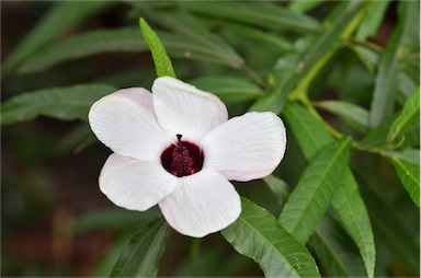 APII jpeg image of Hibiscus heterophyllus subsp. heterophyllus  © contact APII