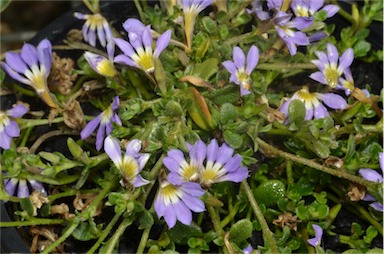 APII jpeg image of Scaevola 'Flat Mat'  © contact APII