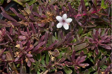 APII jpeg image of Myoporum parvifolium 'Purpurea'  © contact APII