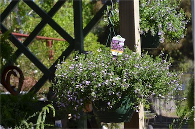 APII jpeg image of Scaevola 'Blue Ribbon'  © contact APII