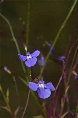 APII jpeg image of Lobelia andrewsii  © contact APII