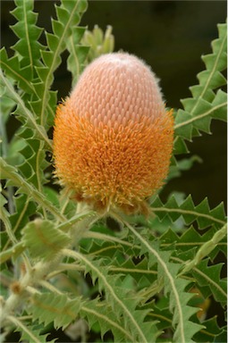 APII jpeg image of Banksia victoriae  © contact APII