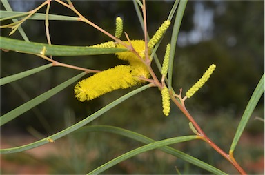 APII jpeg image of Acacia desmondii  © contact APII