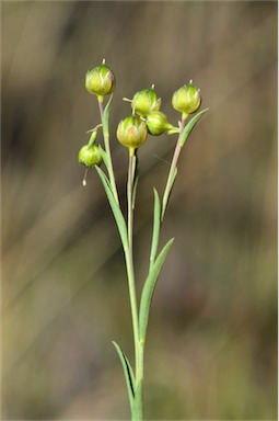 APII jpeg image of Linum marginale  © contact APII